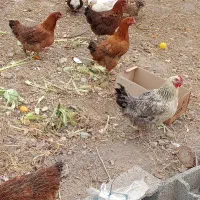 خروس  محلی و اردک