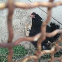 مرغ با ۲۰ جوجه یک هفته