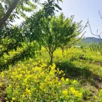 زمین 1700 متری مناسب سرمایه گذاری چغاهروشی