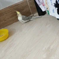 عروس هلندی|پرنده|پیر بکران, |دیوار