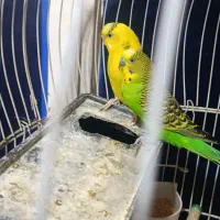 مرغ عشق با قفس|پرنده|بندر امام خمینی, |دیوار