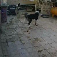 سگ آدمی سفت