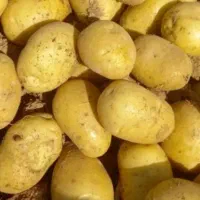 سیب زمینی بذری