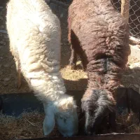 میش|حیوانات مزرعه|مرودشت, مختارآباد|دیوار