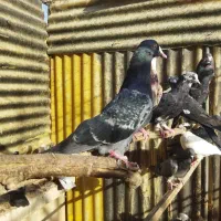 کفتر تهرانی کاشانی پاکستانی فروش معاوضه برنج هندی