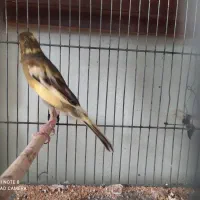 دو جفت قناری خوش رخ آماده