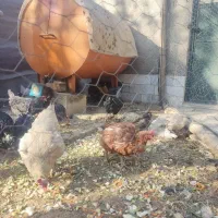 فروش فوری|حیوانات مزرعه|الیگودرز, |دیوار