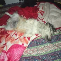 سگ‌ پا کوتاه نژاد دار ....نژاد تریر|سگ|بافت, |دیوار