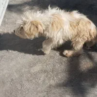 سگ پشمالو خونگی|سگ|فسارود, |دیوار