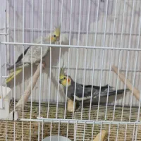 عروس هلندی جفت مولد و سخنگوو و تخم داخل چال