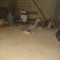 خروس مرغ لاری|حیوانات مزرعه|شیراز, کرونی(خاتونک)|دیوار