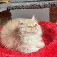 گربه های پرشین