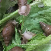 ۶۰ عدد حلزون پیش مولد ۴ سانت