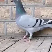 کبوتر|پرنده|اردبیل, |دیوار