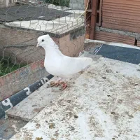 کبوتر پرشی|پرنده|ساری, |دیوار