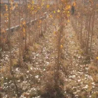 فروش-باغ-صنوبر-و-و-زمین-خالی-کاکان