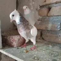 طوقی ابی|پرنده|تربت‌حیدریه, باغ سلطانی|دیوار