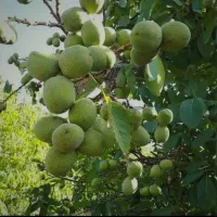 نهال گردو توسرخ