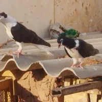 کبوتر