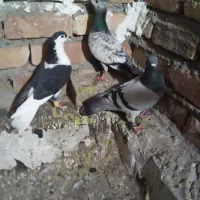 گرفتنی|پرنده|نیشابور, مازول|دیوار