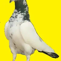 کبوتر پرشی وپاکستانی