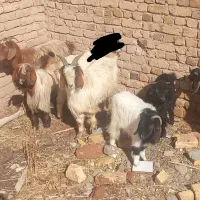 بز نربز بزغاله|حیوانات مزرعه|اسفرورین, |دیوار