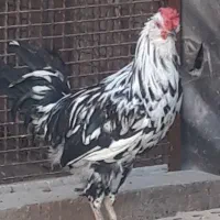 خروس گلین فول