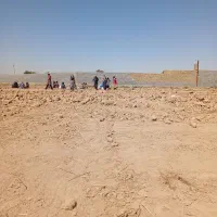 پیاز زعفران زاوه تربت کمترین درصد خاک ارسال سراسری|گل و گیاه طبیعی|مشهد, الهیه|دیوار
