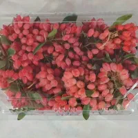 زرشک پفکی تازه ،دست چین شده و باکیفیت