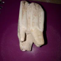 دندان فسیل  شده ماموت|کلکسیون اشیاء عتیقه|کلاچای, |دیوار