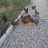 مرغ خروس جوان