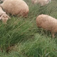 فروشی ده عددگوسفند جوان دامازدخ