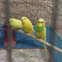 فروش 5عدد مرغ عشق