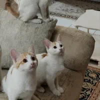 واگذاری سه بچه‌ گربه باهم رایگان