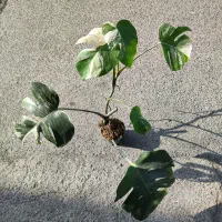 گیاه ماسنترا بورسیجیانا ابلق برگ انجیری سفید|گل و گیاه طبیعی|رشت, دروازه لاکان|دیوار