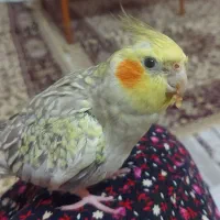 عروس هلندی