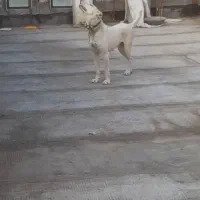 واگذاری سگ سرابی گله و نگهبان|سگ|مشهد, کوی المهدی|دیوار