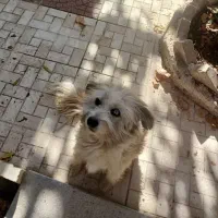 واگذاری رایگان سگ