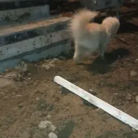 سگ پامر|سگ|امامزاده عبدالله, |دیوار