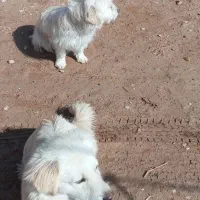 سگ فانتزی|سگ|بختگان, |دیوار