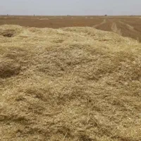 ۱۰تن کاه آبی کاه کوب