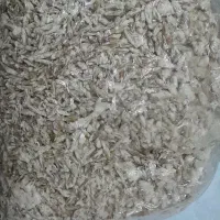 فروش بذر قارچ صدفی|گل و گیاه طبیعی|قم, شهرک مهدیه|دیوار