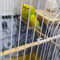 یک جفت مرغ عشق دو رگه|پرنده|مهدی شهر, |دیوار