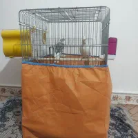 فروش عروس هلندی درشت آماده جوجه کشی با وسایل /فوری|پرنده|صحنه, |دیوار