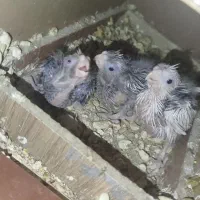 عروس مولد با تخم و جوجه همه نژاد|پرنده|خرمدره, |دیوار