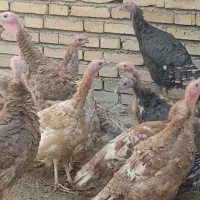 بوقلمون ۴ماه|حیوانات مزرعه|سمیرم, |دیوار