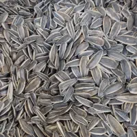 تخمه کانادایی درجه یک