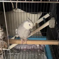 عروس هلندی|پرنده|سلمان‌شهر, |دیوار