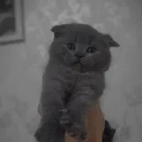 بچه گربه های اصیل