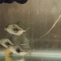 ماهی دالر بلک بری وارداتی